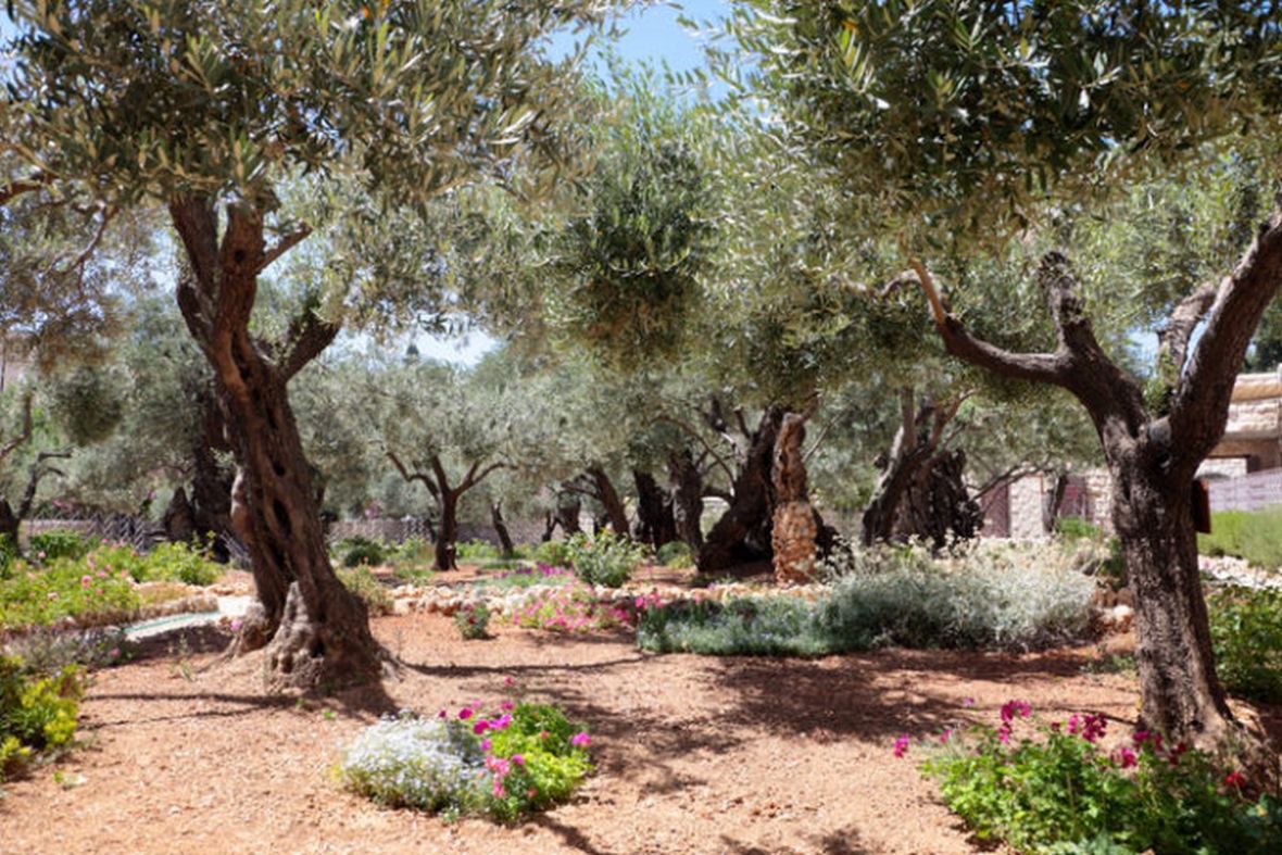 Getsemanski vrt u Jeruzalemu - undefined